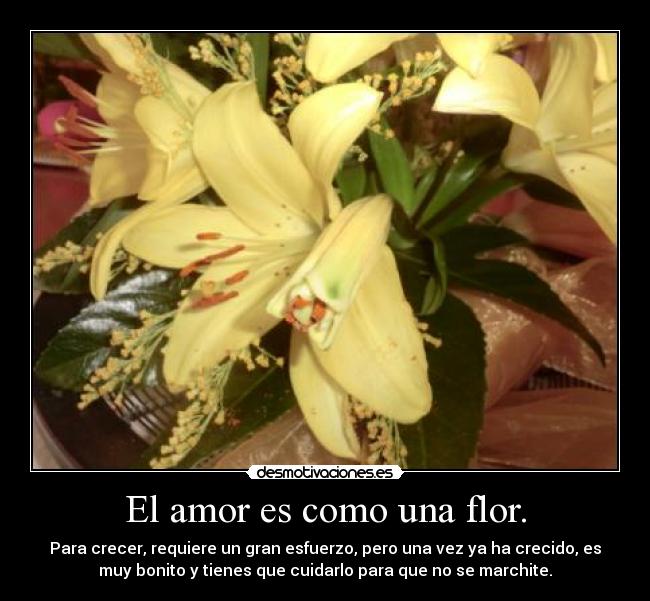 El amor es como una flor. -