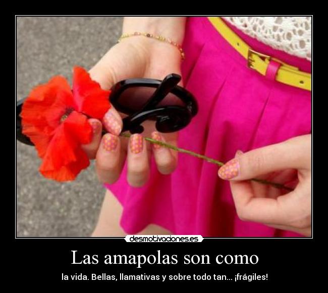 Las amapolas son como - la vida. Bellas, llamativas y sobre todo tan... ¡frágiles!