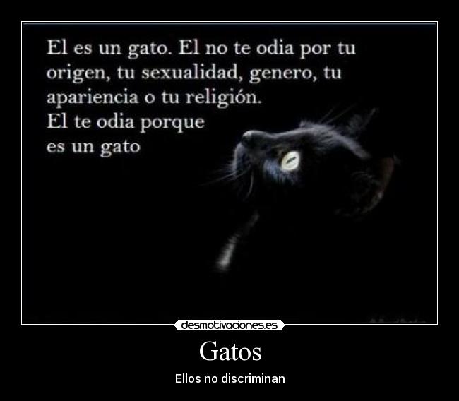 Gatos - 