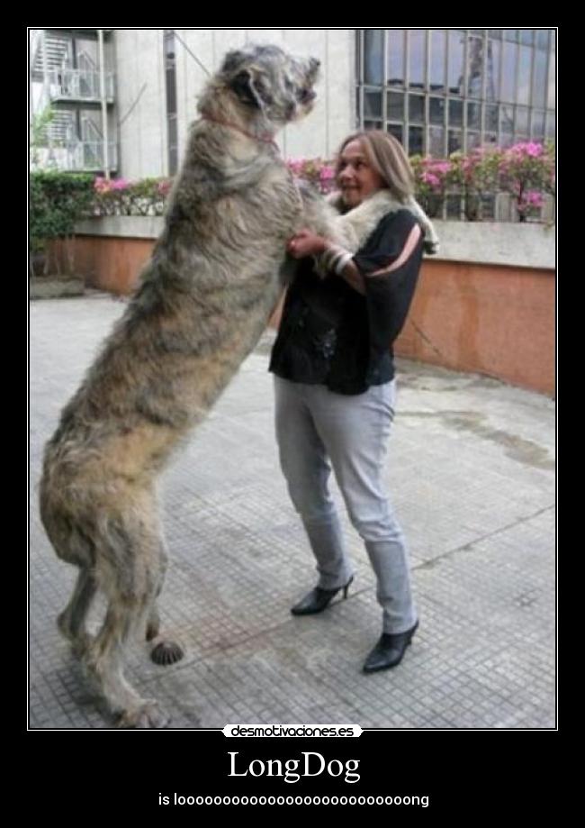 LongDog - is loooooooooooooooooooooooooong