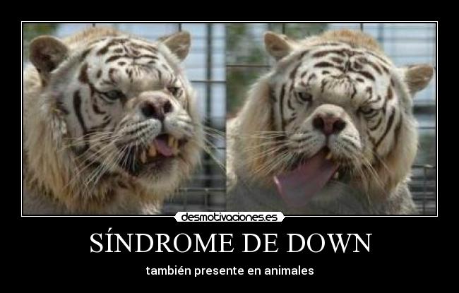 SÍNDROME DE DOWN - también presente en animales