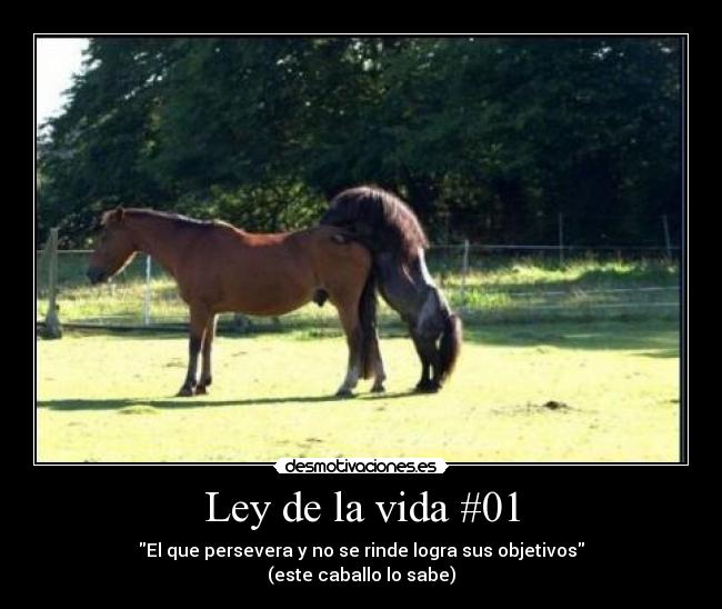 Ley de la vida #01 - El que persevera y no se rinde logra sus objetivos
(este caballo lo sabe)