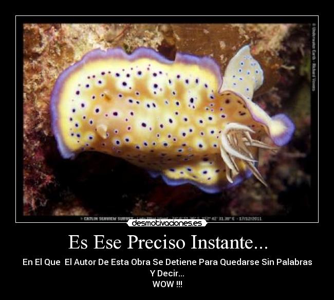 Es Ese Preciso Instante... - En El Que El Autor De Esta Obra Se Detiene Para Quedarse Sin Palabras Y Decir...
WOW !!!
