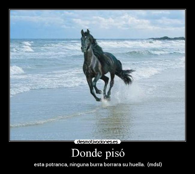 Donde pisó - esta potranca, ninguna burra borrara su huella. (mdsl)