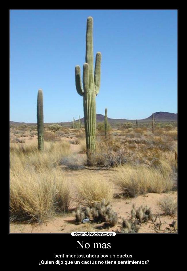 carteles pobres cactus desmotivaciones