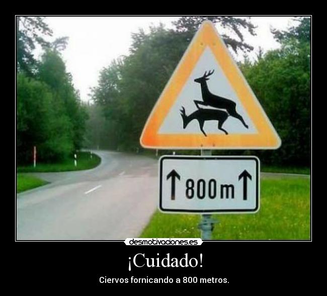 ¡Cuidado! - Ciervos fornicando a 800 metros.
