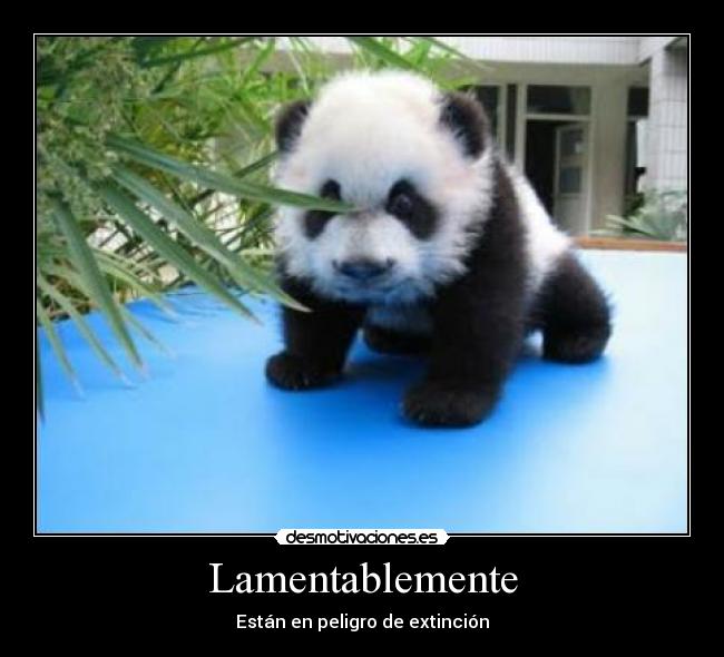 Lamentablemente -