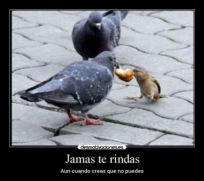 Jamas te rindas - Aun cuando creas que no puedes