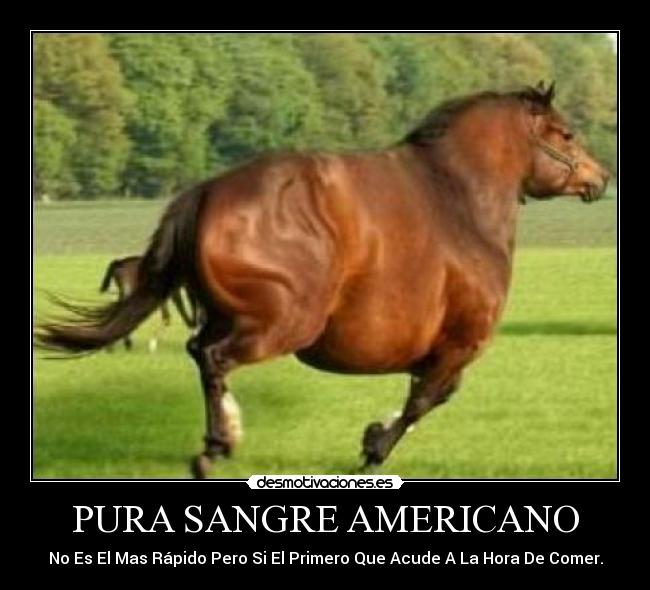 PURA SANGRE AMERICANO - 