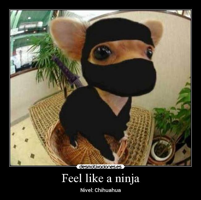 Feel like a ninja - Nivel: Chihuahua