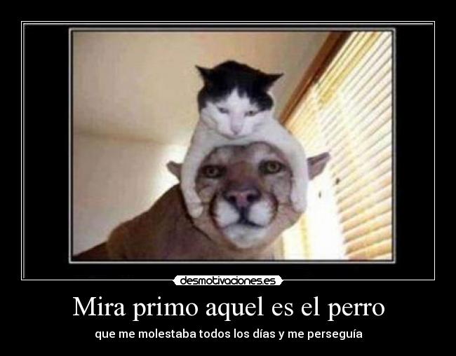 Mira primo aquel es el perro -