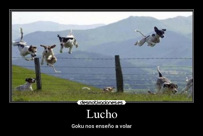 Lucho -