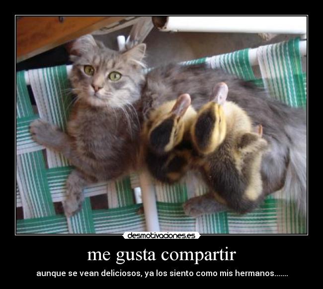 me gusta compartir - aunque se vean deliciosos, ya los siento como mis hermanos.......