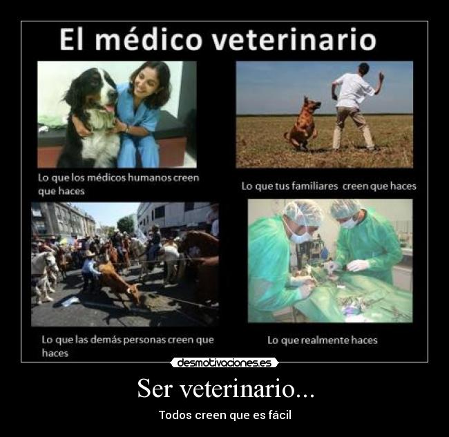 carteles medicina medico animales veterinario salud amor perros vacas caballos ciencia desmotivaciones