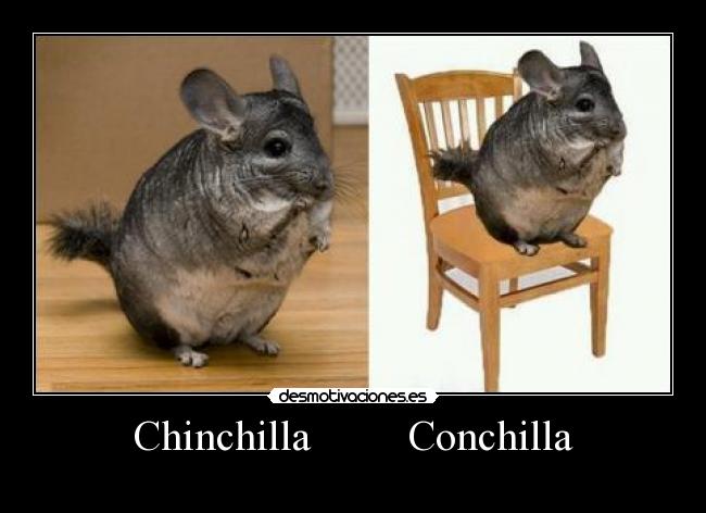 Chinchilla         Conchilla - 