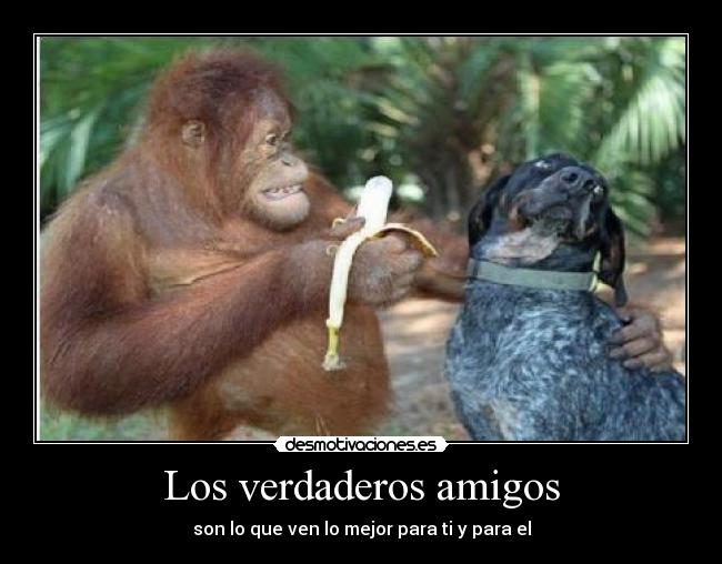 Los verdaderos amigos - 