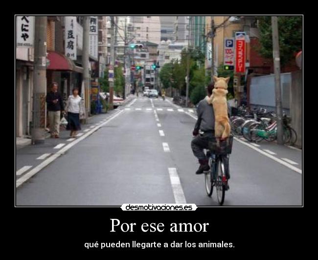 Por ese amor - qué pueden llegarte a dar los animales.