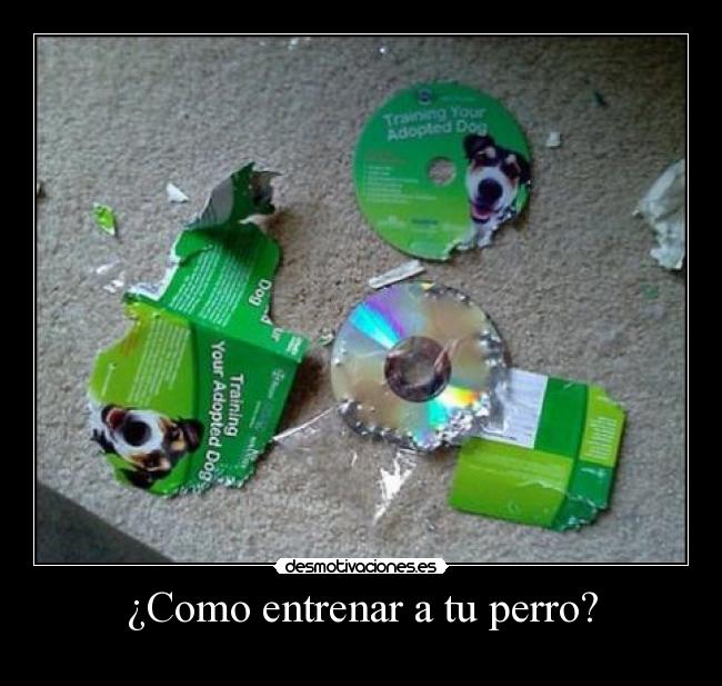 Como-entrenar-a-tu-perro