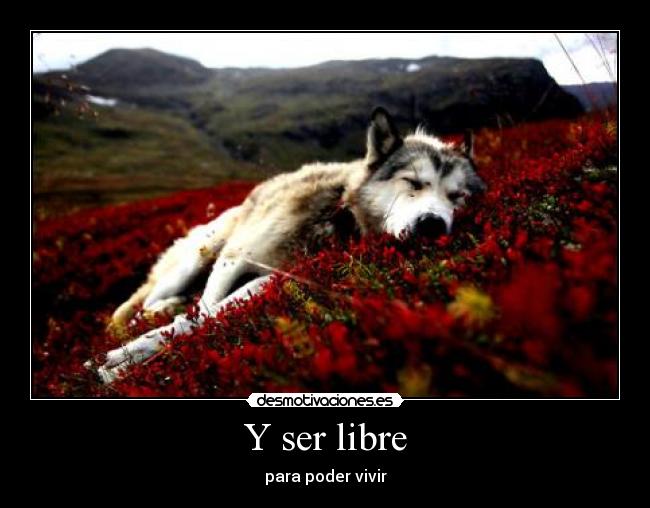 carteles carajo extrano cuenta dreadk wiii desmotivaciones