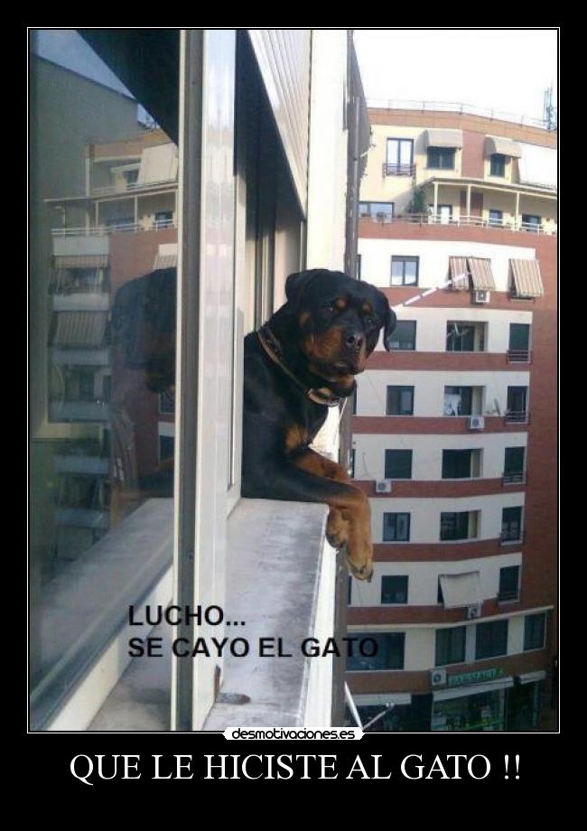 QUE LE HICISTE AL GATO !! -