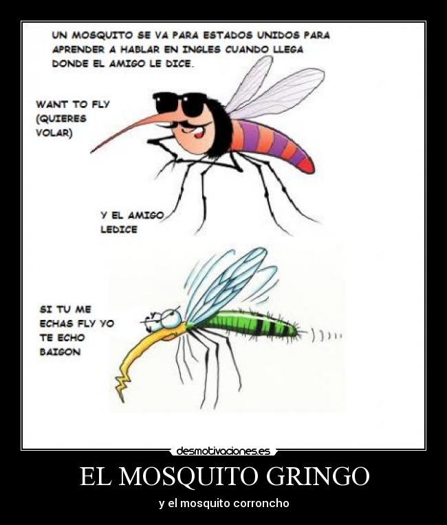 EL MOSQUITO GRINGO -
