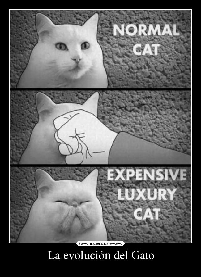La evolución del Gato -