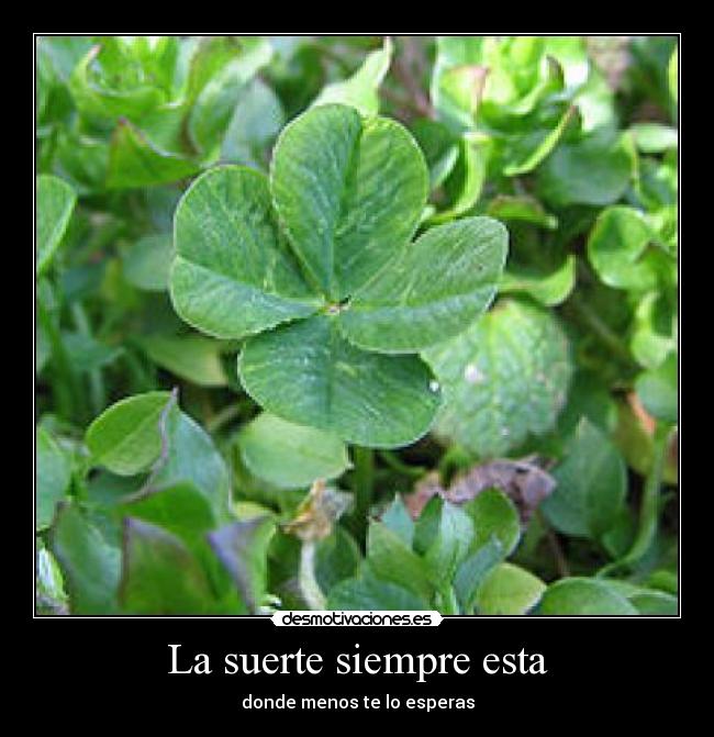 carteles boniatin desmotivaciones