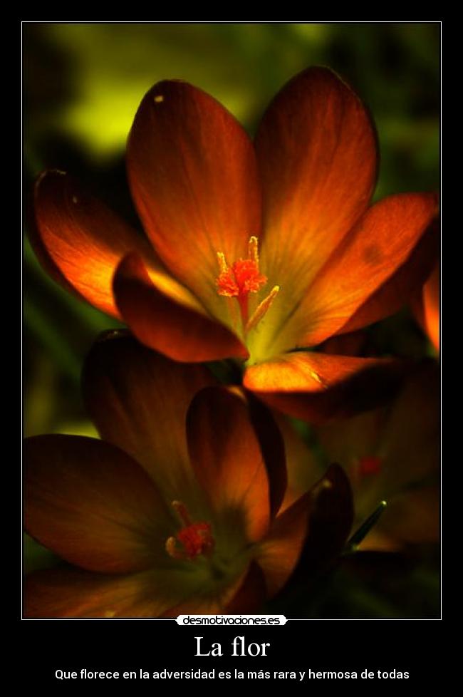 La flor -