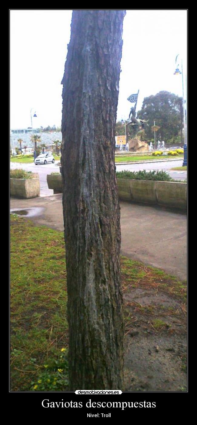 Gaviotas descompuestas -