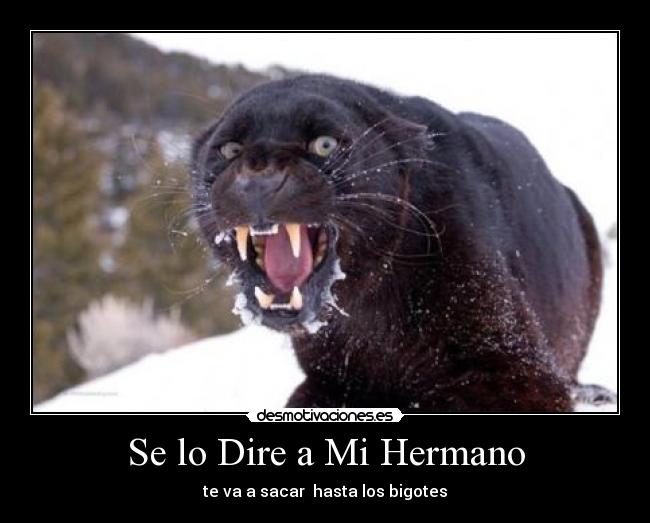 Se lo Dire a Mi Hermano -