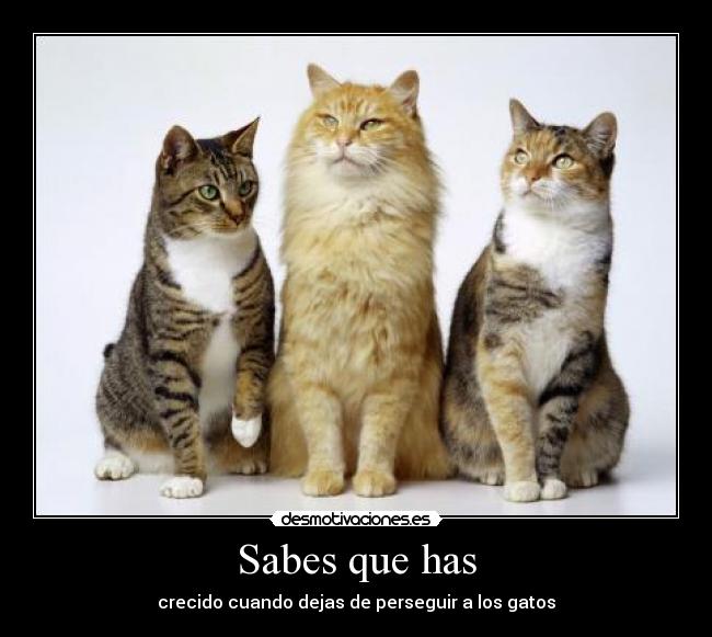 Sabes que has - crecido cuando dejas de perseguir a los gatos