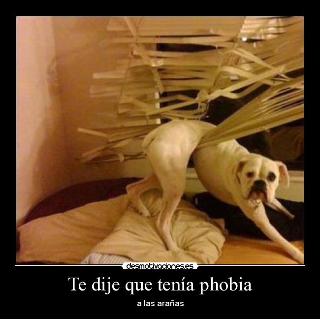 Te dije que tenía phobia - a las arañas