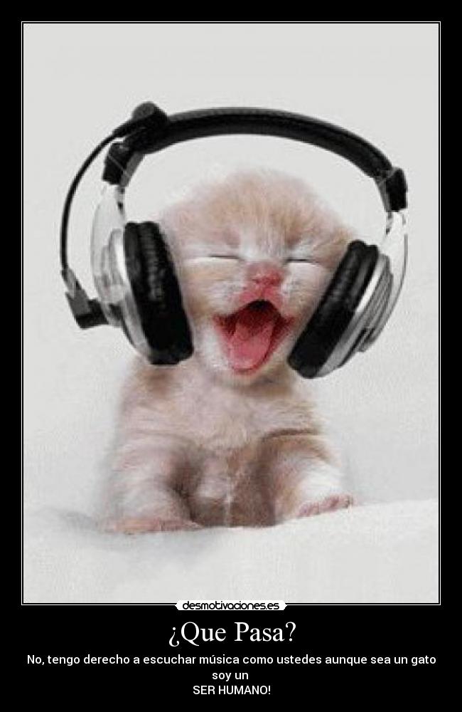 ¿Que Pasa? - No, tengo derecho a escuchar música como ustedes aunque sea un gato soy un
SER HUMANO!