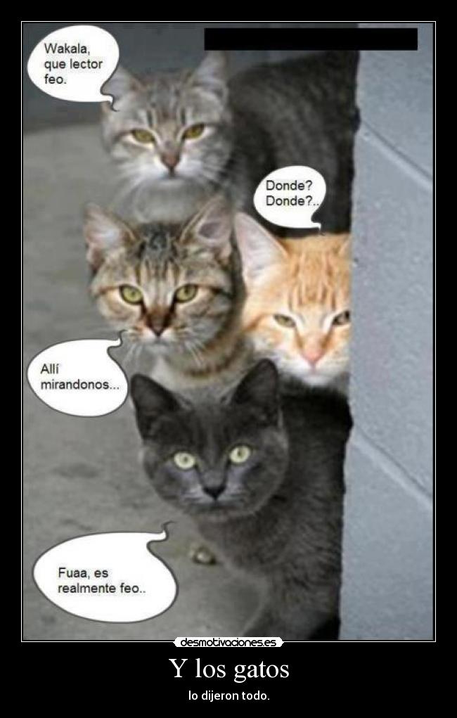 Y los gatos - 