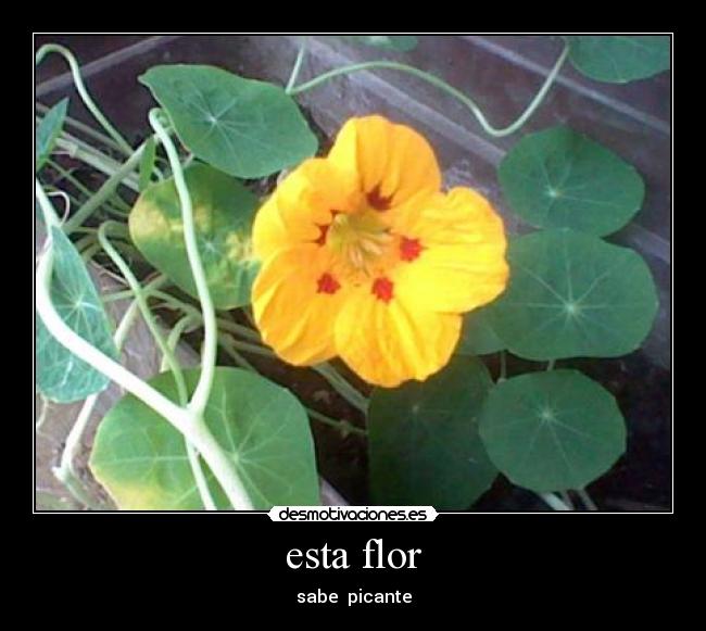esta flor - 
