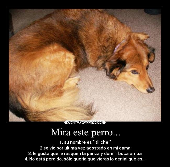 Mira este perro... -