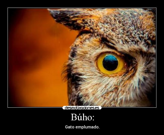 Búho: - Gato emplumado.