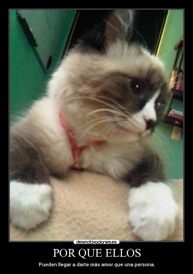 POR QUE ELLOS -