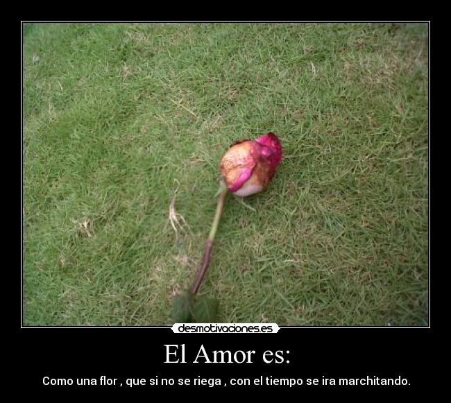 El Amor es: -