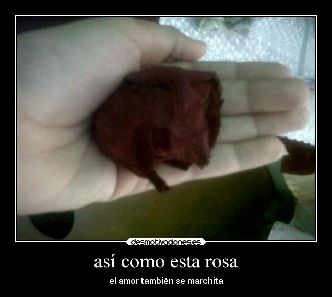 así como esta rosa - 