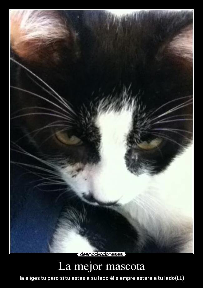 carteles gatosss desmotivaciones