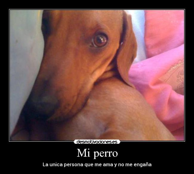 Mi perro -