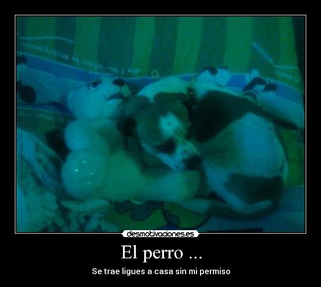 El perro ... -