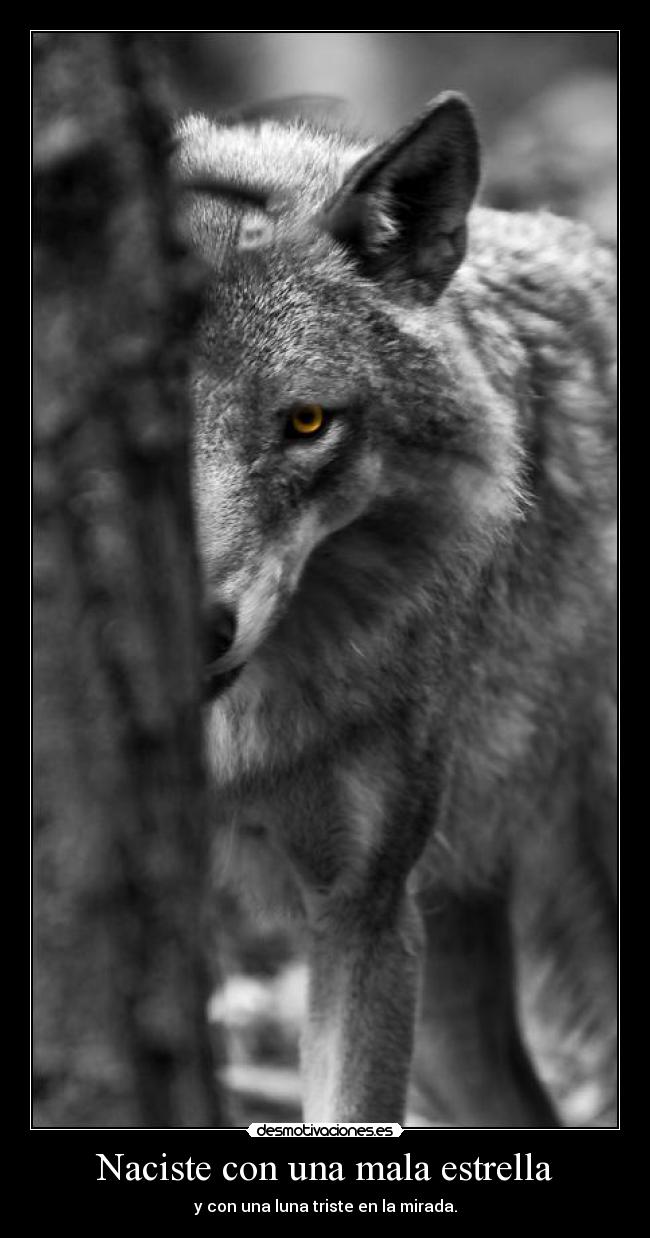 Naciste con una mala estrella - y con una luna triste en la mirada.