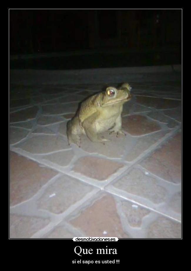 carteles sapo desmotivaciones