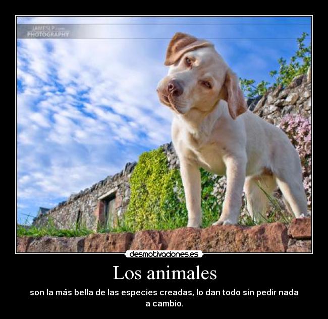 Los animales - 