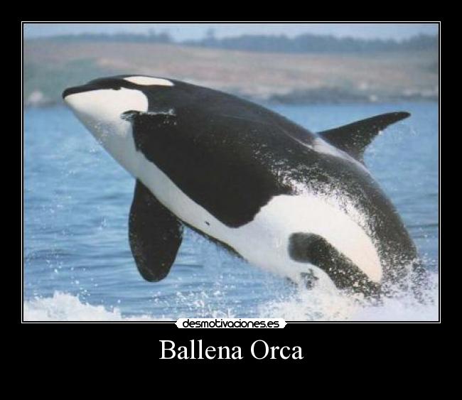 Ballena Orca - 