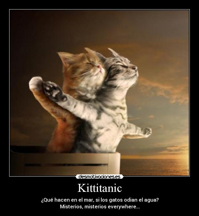 Kittitanic - ¿Qué hacen en el mar, si los gatos odian el agua?
Misterios, misterios everywhere...