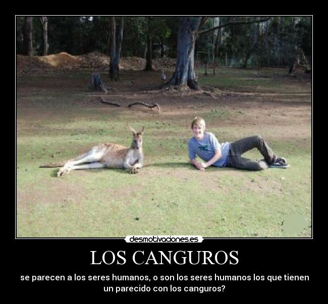 LOS CANGUROS -