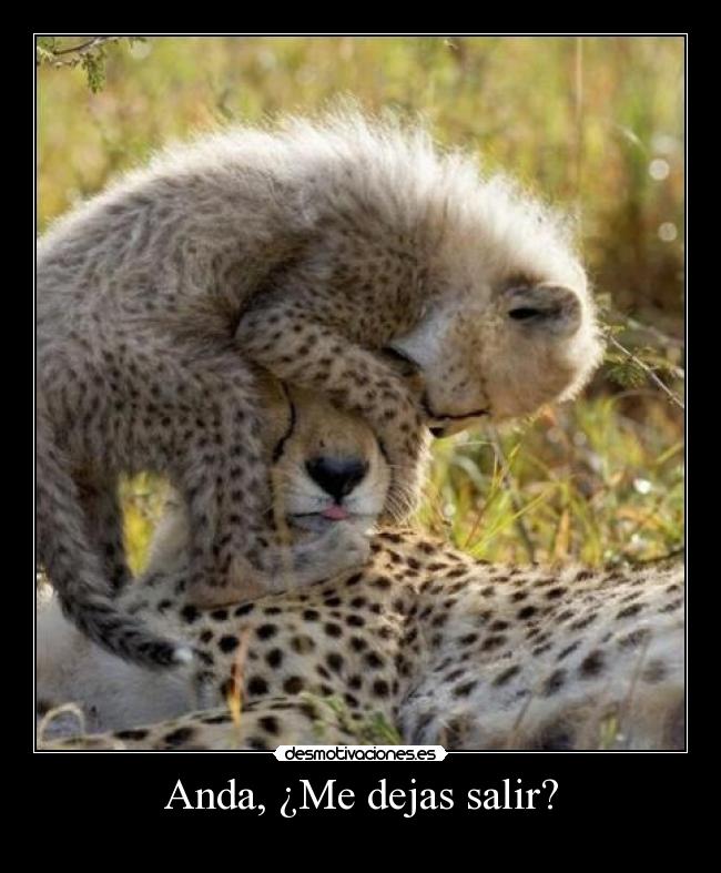 Anda, ¿Me dejas salir? -